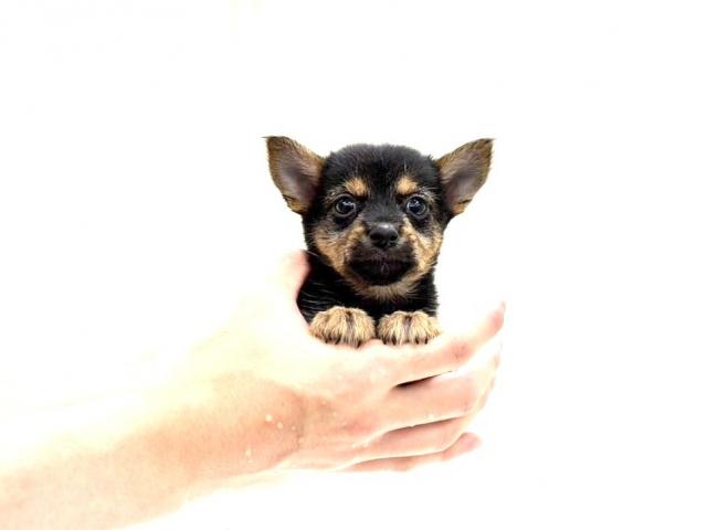 MIX豆柴犬×ヨークシャーテリア 027の写真3
