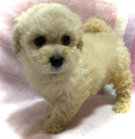 MIX【Puppyフェア開催中】【最終特価258,000円】人気のビションプーくん🌴おトイレを覚えた賢い子🌴お問い合わせ1件入ってます✨の写真2