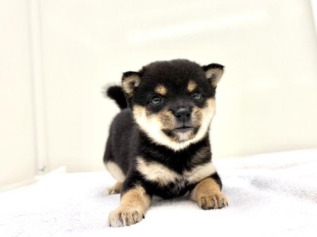 豆柴犬473の写真4