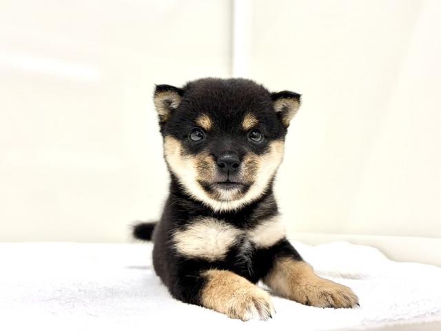豆柴犬473の写真6