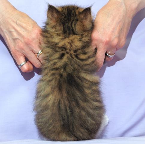 サイベリアンの写真5
