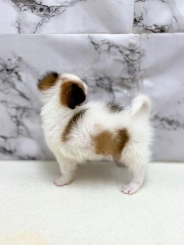 パピヨンの写真5