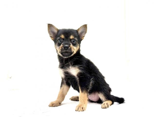 MIX豆柴犬×ヨークシャーテリア 027の写真5