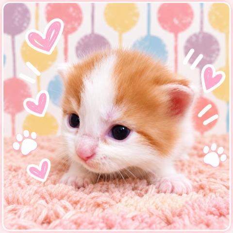メインクーン