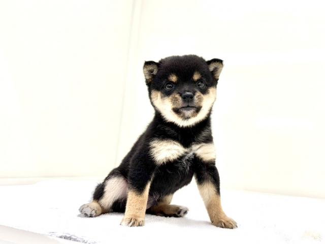 豆柴犬473の写真3