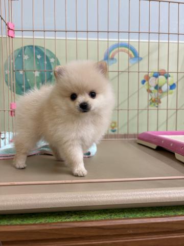ポメラニアン