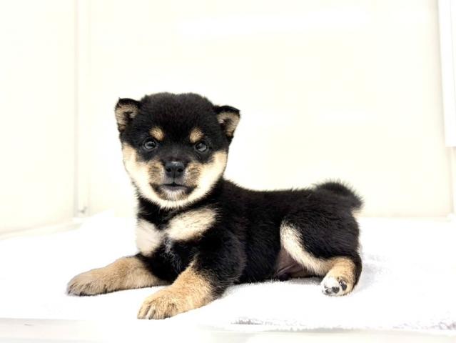豆柴犬473の写真5