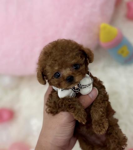 トイプードル🫧ティーカッププードル🫧の写真2