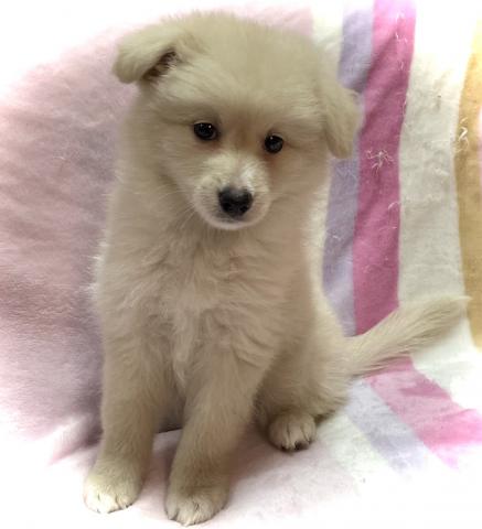 MIX【Puppyフェア開催中】【本日までの最終特価110,000円】レアなポメボーダーくん🌴おトイレを覚えた賢い子🌴お問い合わせ4件入ってます✨の写真2