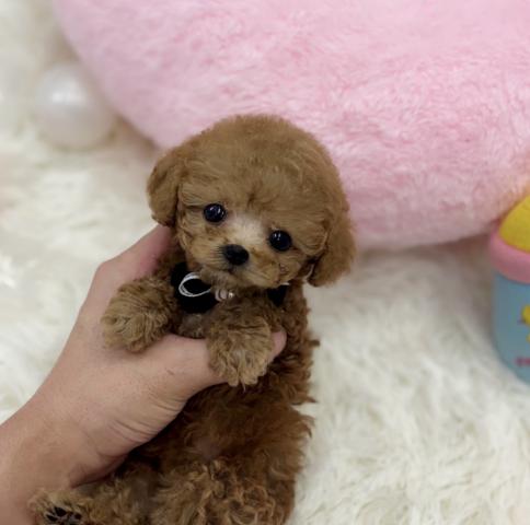 トイプードル🫧ティーカッププードル🫧