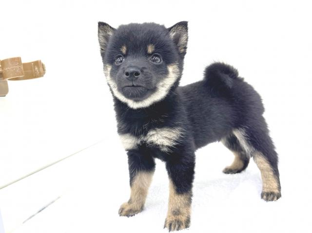 柴犬豆柴犬の写真3