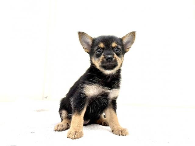 MIX豆柴犬×ヨークシャーテリア 027の写真4