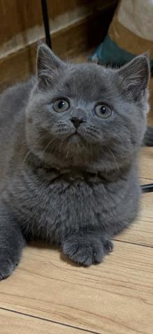 ブリティッシュショートヘア