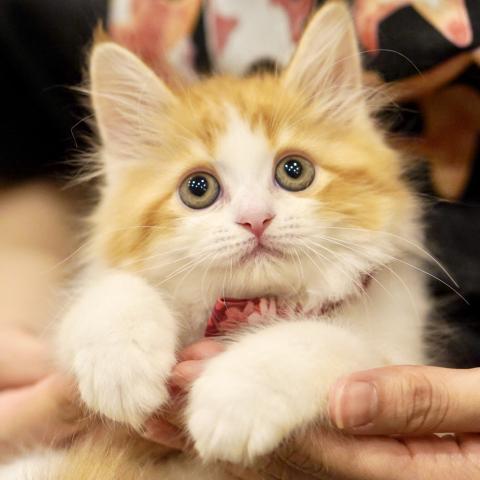 サイベリアンの写真2