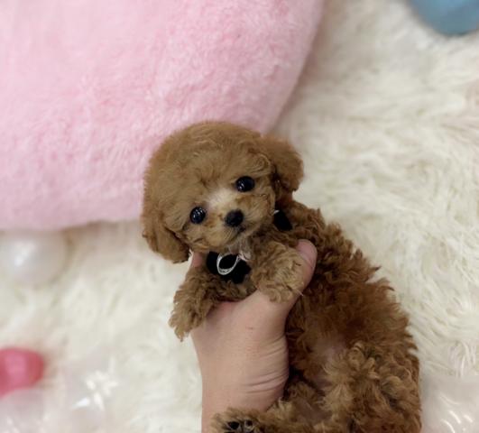 トイプードル🫧ティーカッププードル🫧の写真2