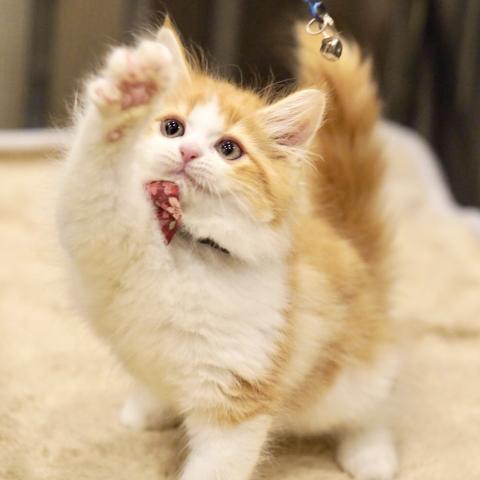 サイベリアンの写真3