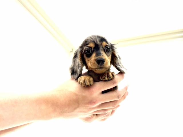ミニチュアダックスフンド489の写真3