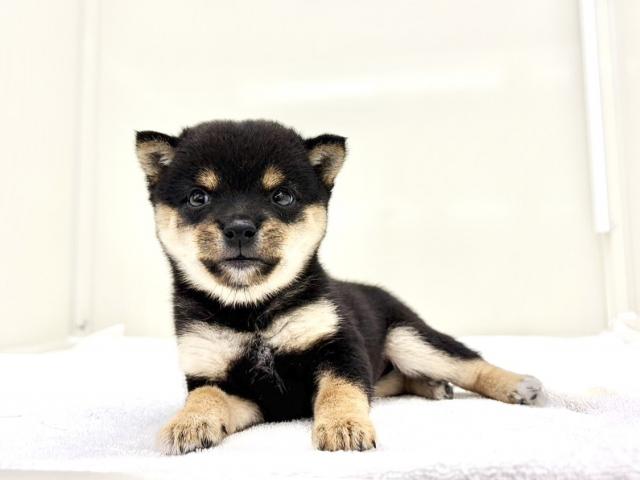 豆柴犬473の写真2