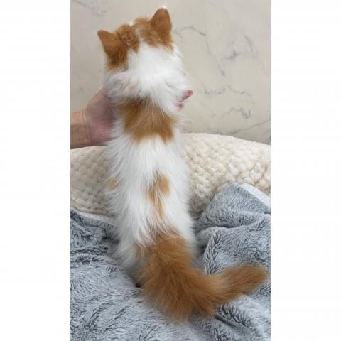 サイベリアンの写真3