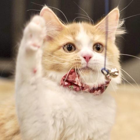 サイベリアンの写真3