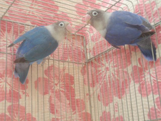 バイオレットボタンインコ　ペア(^_-)-☆