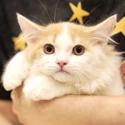 サイベリアンの写真2