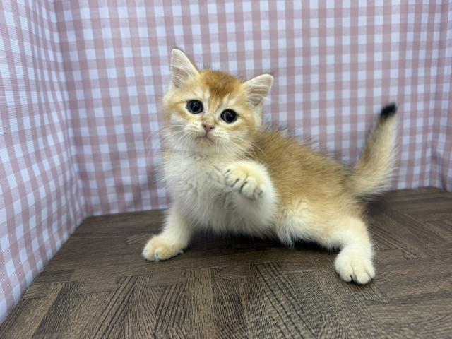 ブリティッシュショートヘア