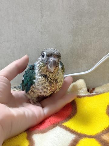ウロコインコ 45の写真2