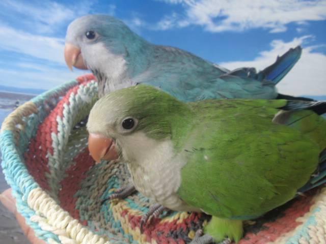 オキナインコ　ペア(^_-)-☆