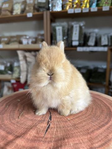 ネザーランドドワーフの写真3