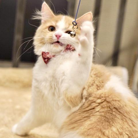 サイベリアンの写真4