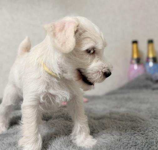 ミニチュアシュナウザーの写真2