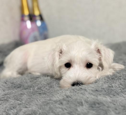 ミニチュアシュナウザーの写真3