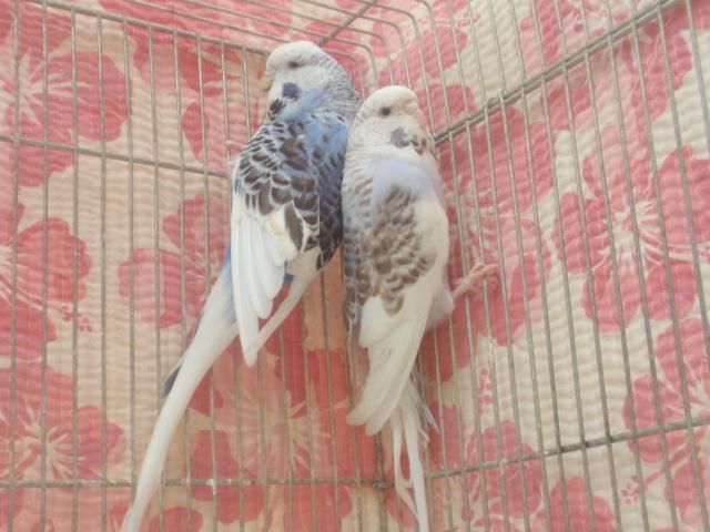ジャンボセキセイインコ　パイド　ペア(^_-)-☆