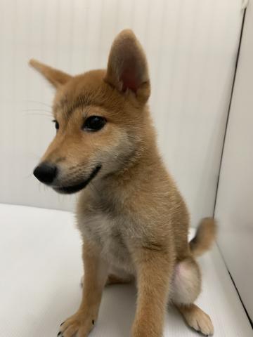 柴犬の写真3