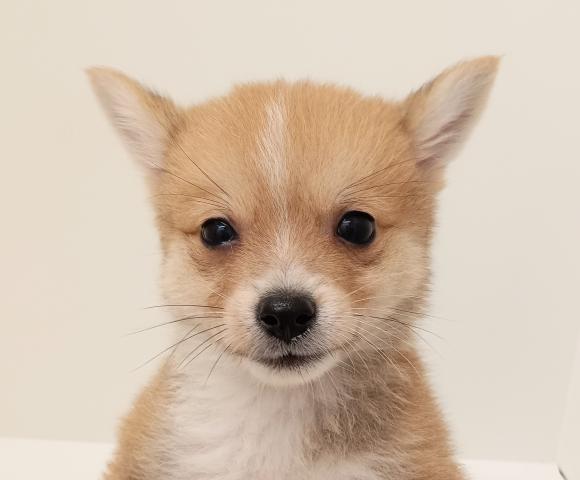 犬MIX