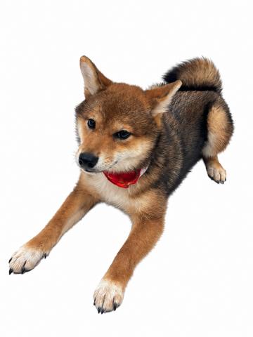 柴犬の写真3