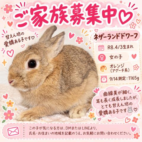 ネザーランドドワーフ