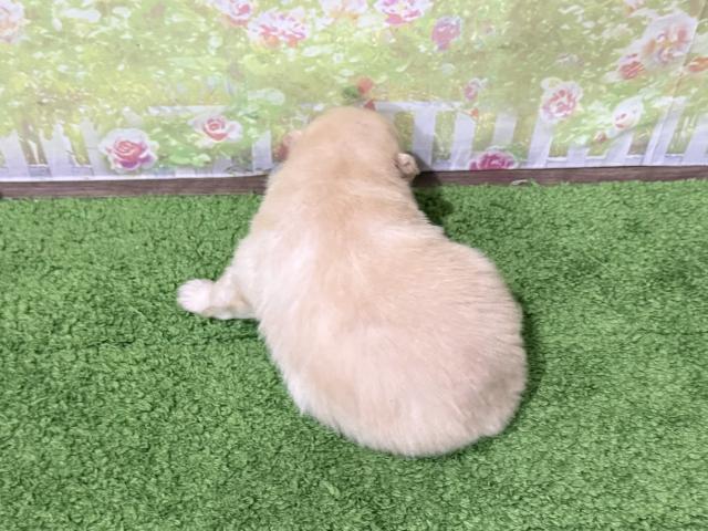 ポメラニアンの写真2