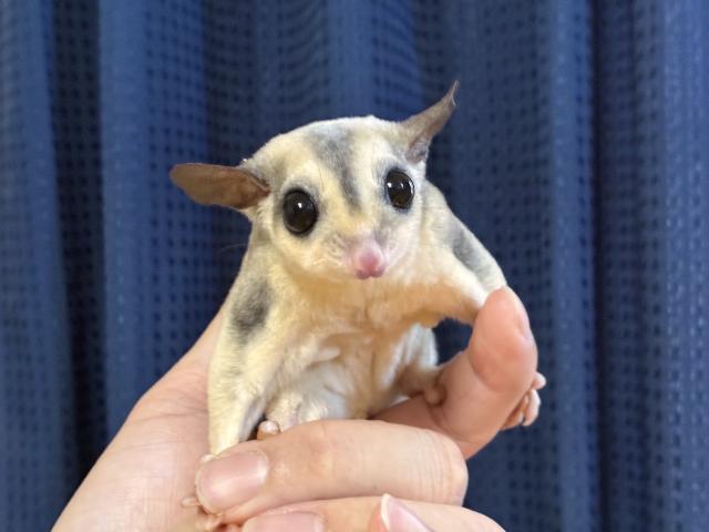 フクロモモンガ モザイクの写真2
