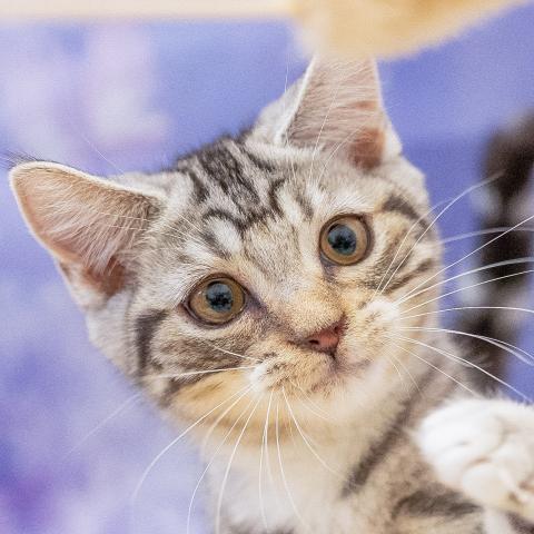 マンチカンの写真2