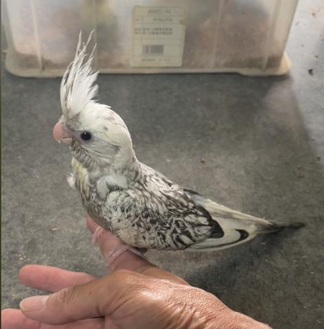 オカメインコ　WFパールパイド
