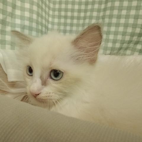 ラグドールの写真5
