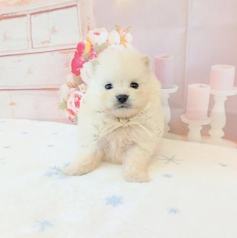 ポメラニアンの写真3