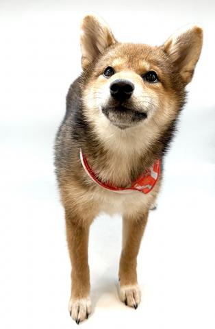 柴犬の写真2