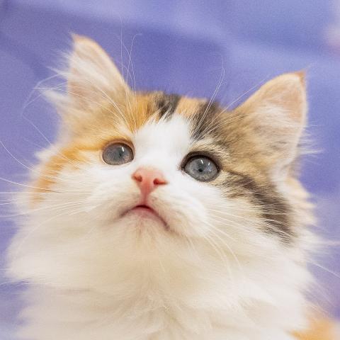 ノルウェージャンフォレストキャットの写真2