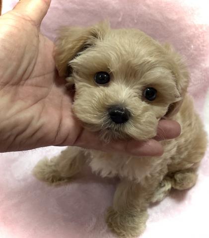 MIX【Puppyフェア開催中】【最終特価138,000円】タイニーサイズ確定のマルプーくん🌴おトイレを覚えた賢い子🌴お問い合わせ5件入ってます✨の写真2