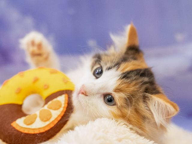 ノルウェージャンフォレストキャットの写真3