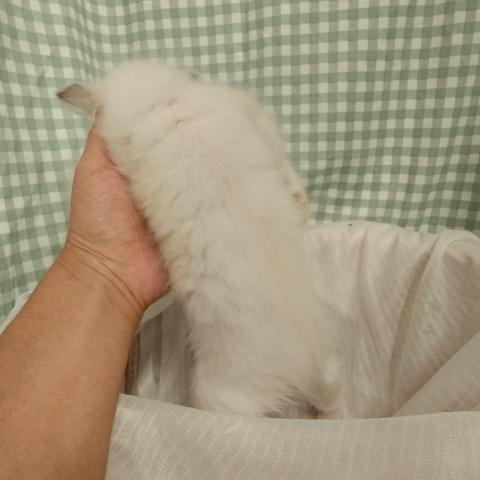 ラグドールの写真3