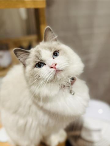 ラグドールの写真3